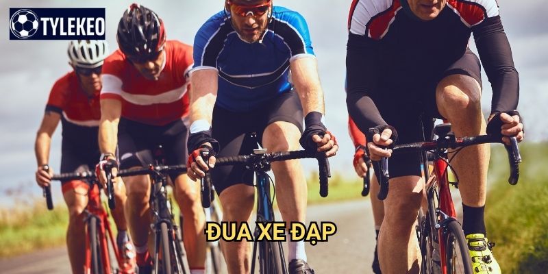 Đua xe đạp Tỷ lệ kèo kiwi - Chinh phục mọi địa hình với sức bền vượt trội